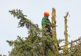 Tree Stump Removal Service Liverpool