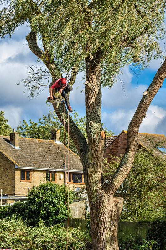 Tree Pruning Service Liverpool